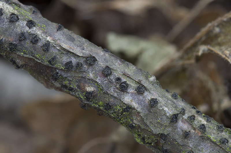 Diaporthe strumella